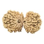 18 MK Gaurishankar 39.6mm 6.33gm - Rudraksha