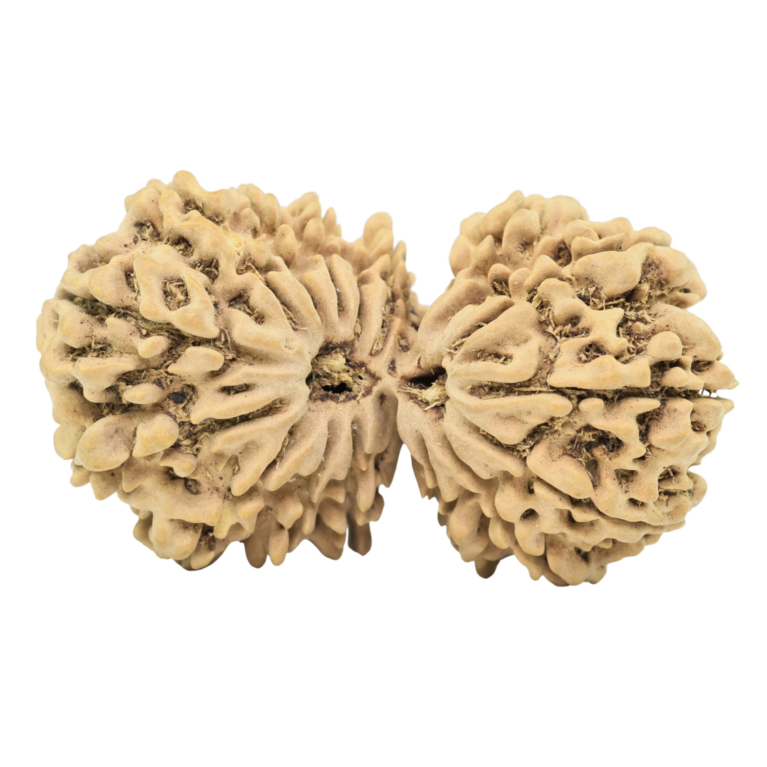 18 MK Gaurishankar 39.6mm 6.33gm - Rudraksha