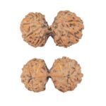 14 Mk Gaurishankar 25.8mm 2.59gm - Rudraksha