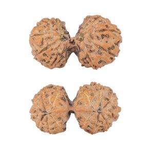 14 Mk Gaurishankar 25.8mm 2.59gm - Rudraksha