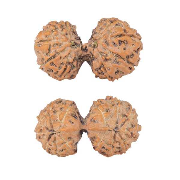 14 Mk Gaurishankar 25.8mm 2.59gm - Rudraksha