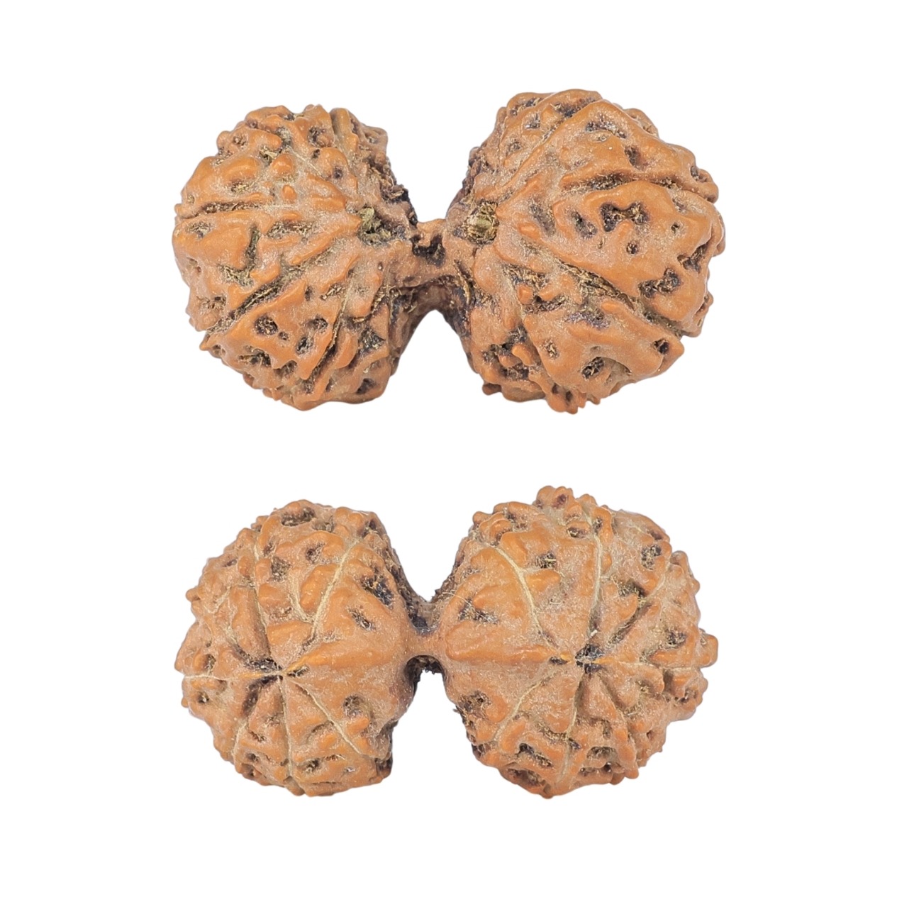 14 Mk Gaurishankar 25.8mm 2.59gm - Rudraksha