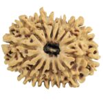 14 Mukhi Rudraksha 26.8mm 3.51gm - Rudraksha