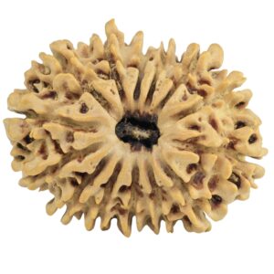 14 Mukhi Rudraksha 26.8mm 3.51gm - Rudraksha