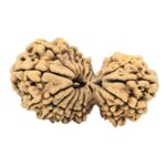 18 MK Gaurishankar 39.4mm 5.56gm - Rudraksha