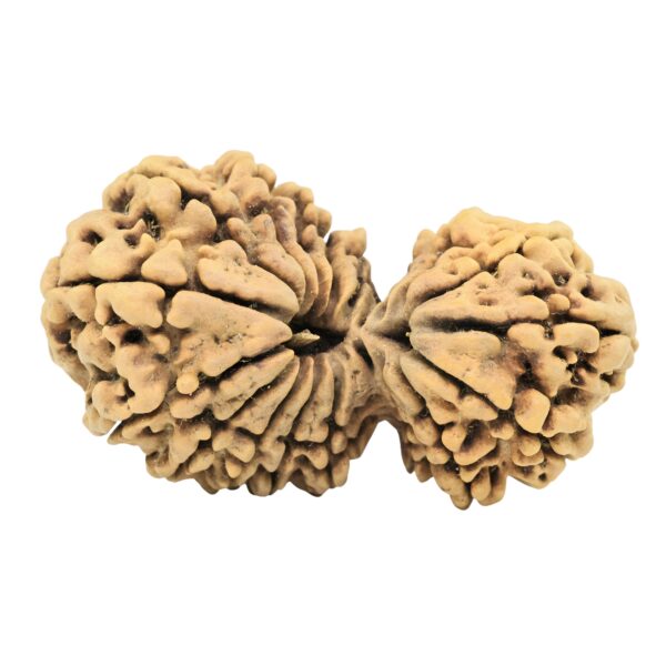 18 MK Gaurishankar 39.4mm 5.56gm - Rudraksha