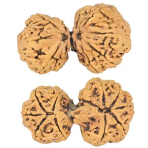 11 Mukhi Mini Trijuti 40mm 6.56gm - Rudraksha