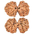 10 Mk Gaurishankar 34mm 6.28gm - Rudraksha