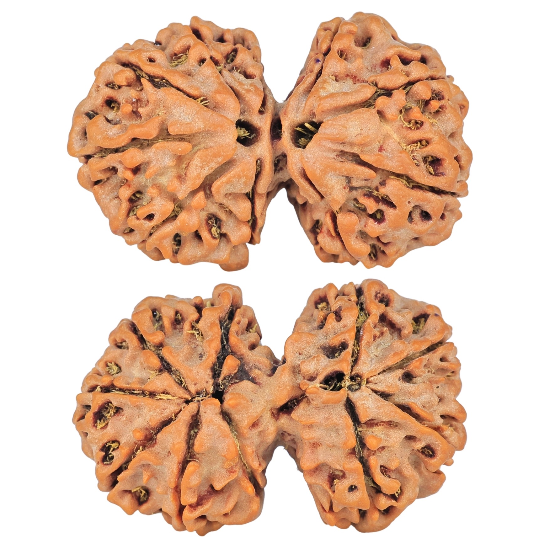 10 Mk Gaurishankar 34mm 6.28gm - Rudraksha