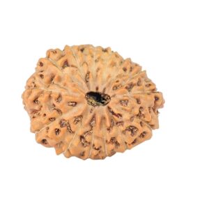 14 Mukhi Rudraksha 21.1mm 2.62gm - Rudraksha