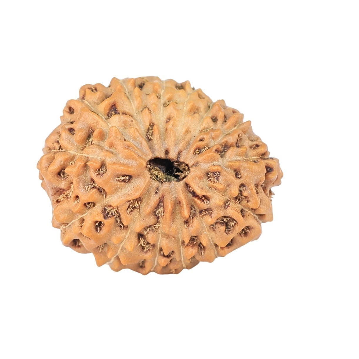 14 Mukhi Rudraksha 21.1mm 2.62gm - Rudraksha