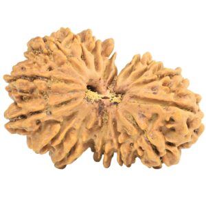 16 MK Gaurishankar 35mm 6.36gm - Rudraksha