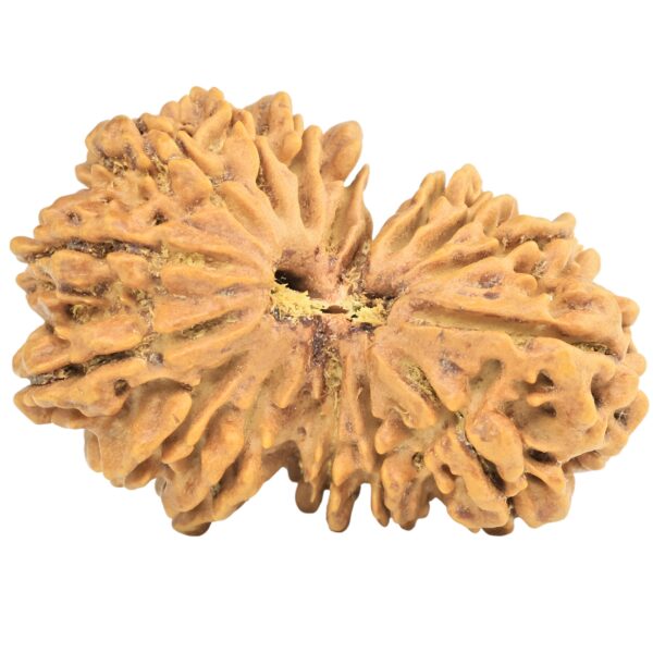 16 MK Gaurishankar 35mm 6.36gm - Rudraksha