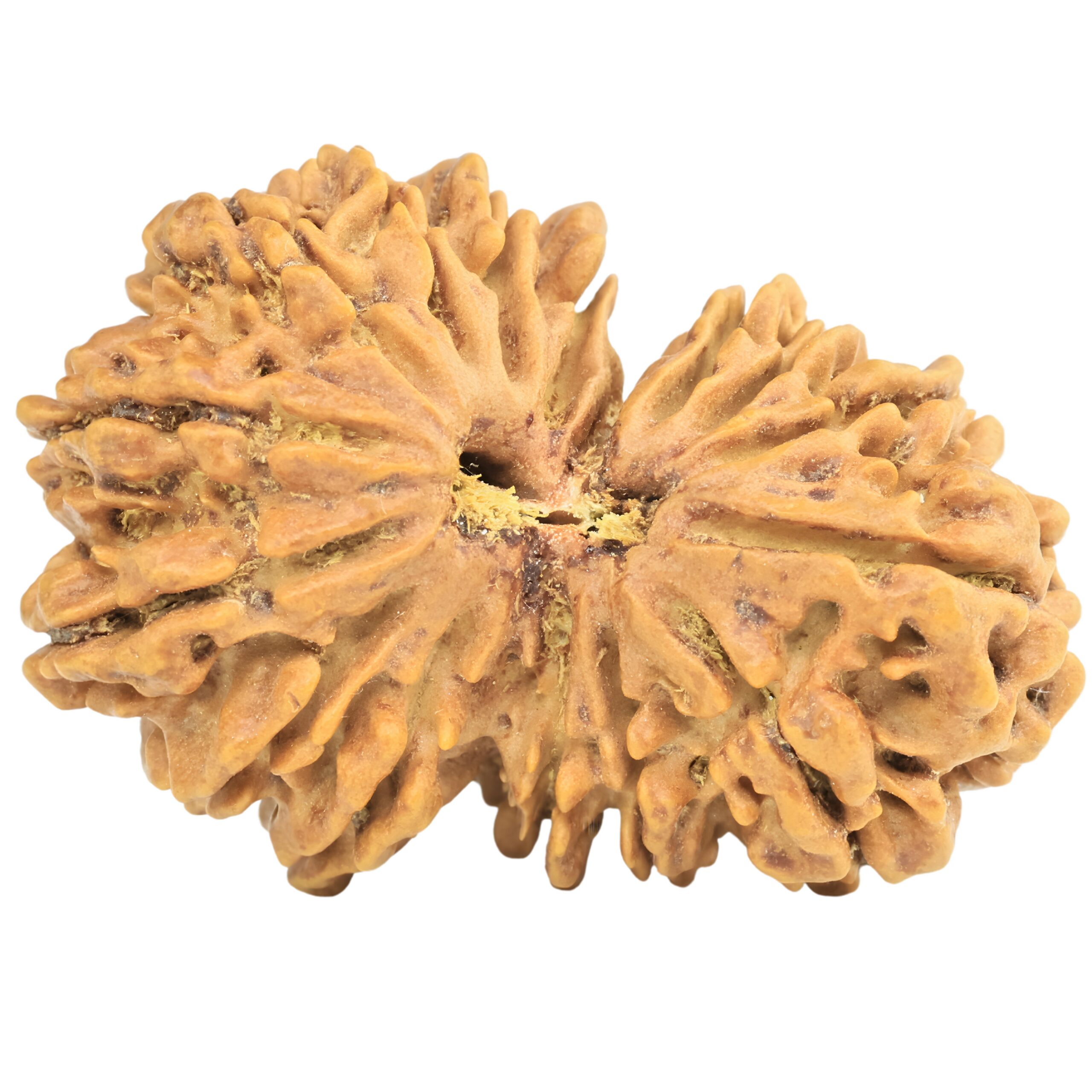 16 MK Gaurishankar 35mm 6.36gm - Rudraksha