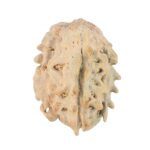 1 Mukhi Rudraksha 17.7mm 1.17gm - Rudraksha