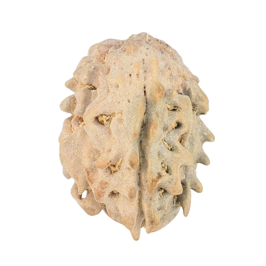 1 Mukhi Rudraksha 17.7mm 1.17gm - Rudraksha