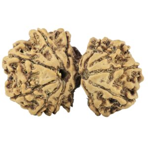 14 Mk Gaurishankar 29.2mm 3.44gm - Rudraksha