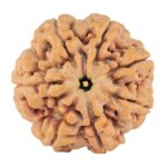 7 Mukhi Rudraksha 27.3mm 8.06gm - Rudraksha