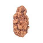 1 Mukhi Rudraksha 14.6mm 0.34gm - Rudraksha