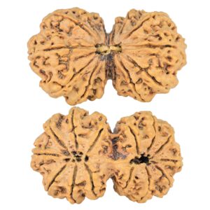 14 Mk Gaurishankar 40.2mm 7.48gm - Rudraksha