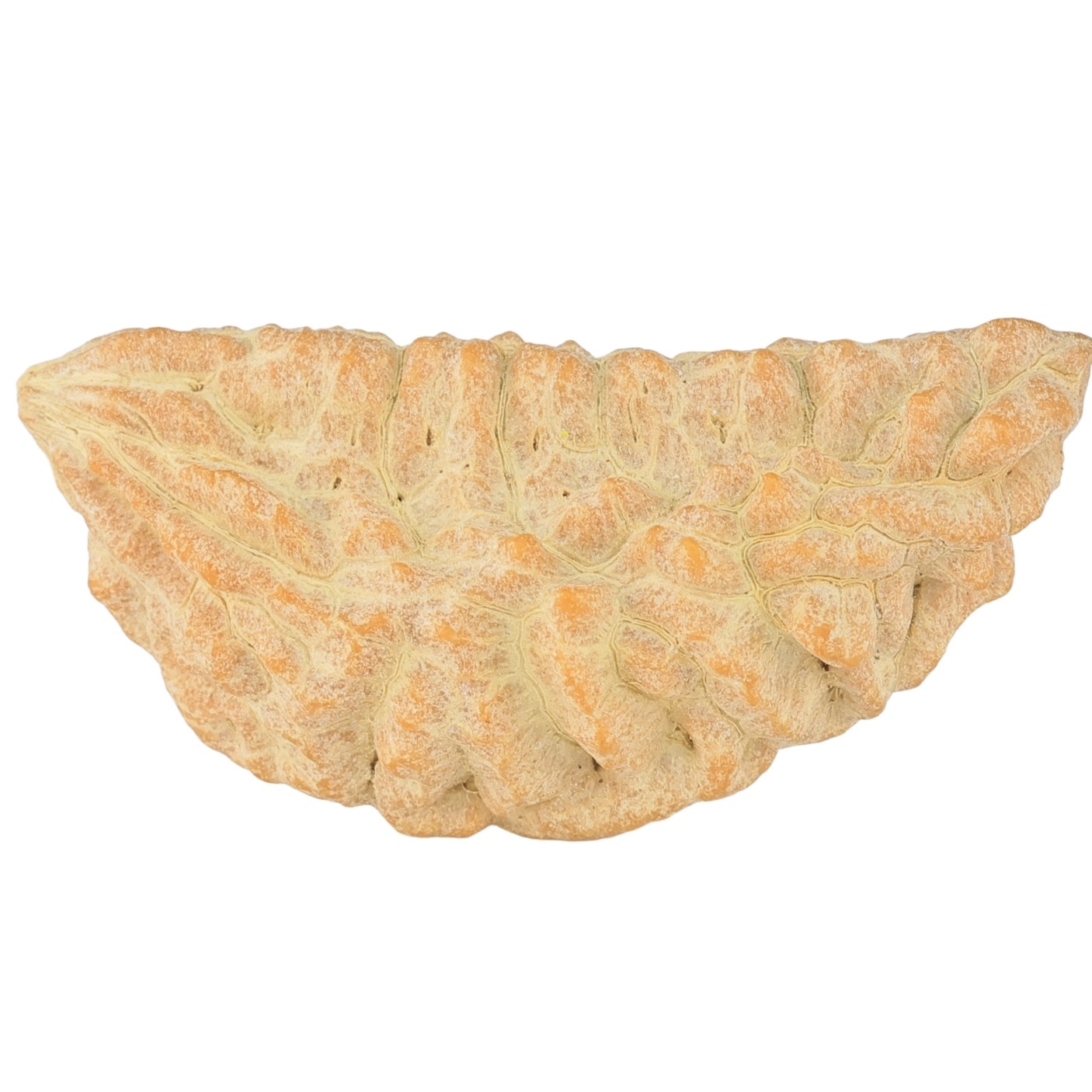 1 Mukhi Rudraksha 39.5mm 3.13gm - Rudraksha