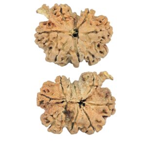 7 Mukhi G.S & Ganesh 26mm 3.28gm - Rudraksha