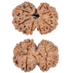 8 MK Gaurishankar 28mm 4.71gm - Rudraksha