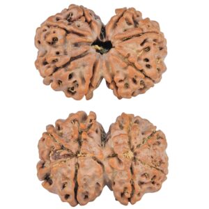 8 MK Gaurishankar 28mm 4.71gm - Rudraksha