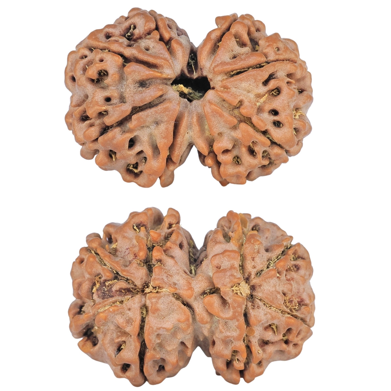 8 MK Gaurishankar 28mm 4.71gm - Rudraksha