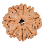 8 Mukhi Rudraksha 23mm 4gm - Rudraksha