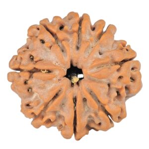 8 Mukhi Rudraksha 23mm 4gm