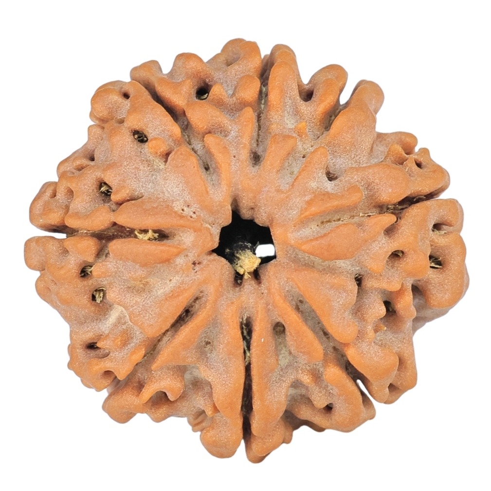 8 Mukhi Rudraksha 23mm 4gm - Rudraksha
