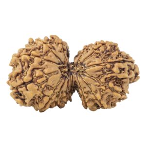 15 MK Gaurishankar 34.8mm 5.25gm - Rudraksha