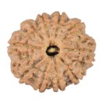 10 Mukhi Rudraksha 22.6mm 3.57gm - Rudraksha