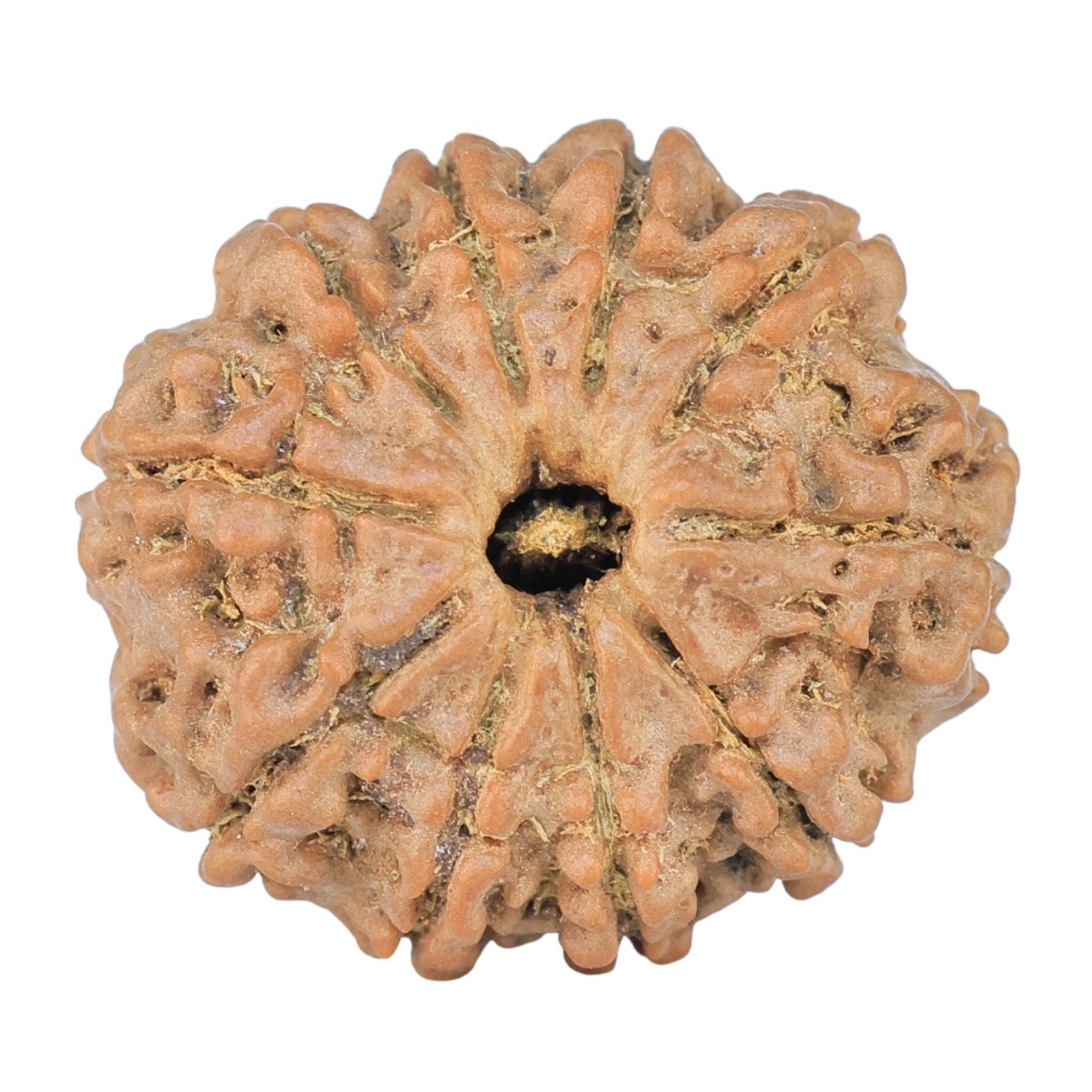 10 Mukhi Rudraksha 22.6mm 3.57gm - Rudraksha