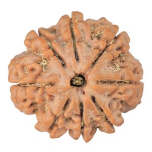 8 Mukhi Rudraksha 24mm 4.6gm