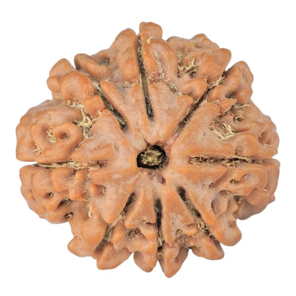8 Mukhi Rudraksha 24mm 4.6gm - Rudraksha