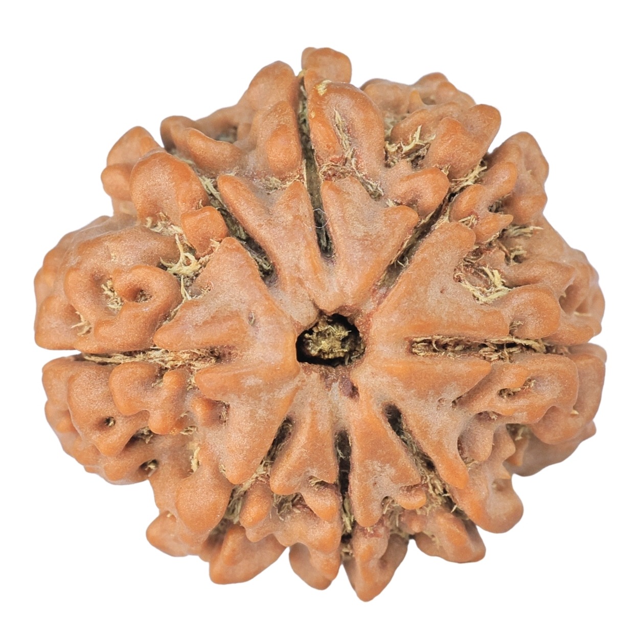 8 Mukhi Rudraksha 24mm 4.6gm - Rudraksha