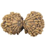 15 MK Gaurishankar 35.1mm 4.81gm - Rudraksha