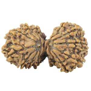 15 MK Gaurishankar 35.1mm 4.81gm - Rudraksha