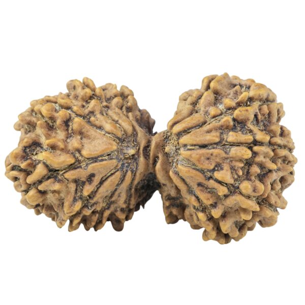 15 MK Gaurishankar 35.1mm 4.81gm - Rudraksha