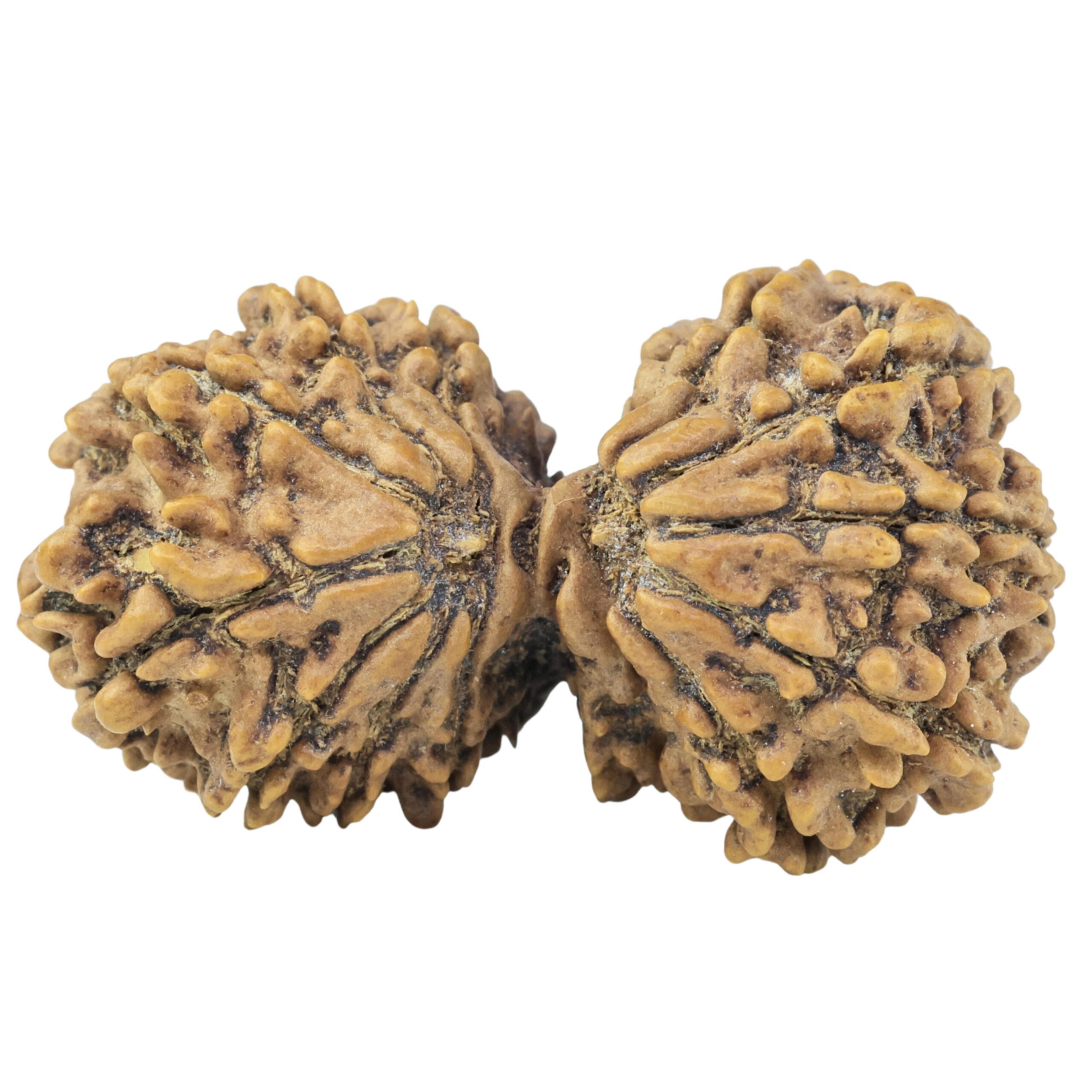 15 MK Gaurishankar 35.1mm 4.81gm - Rudraksha