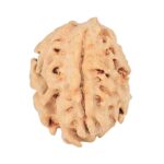 1 Mukhi Rudraksha 17.9mm 1.48gm - Rudraksha