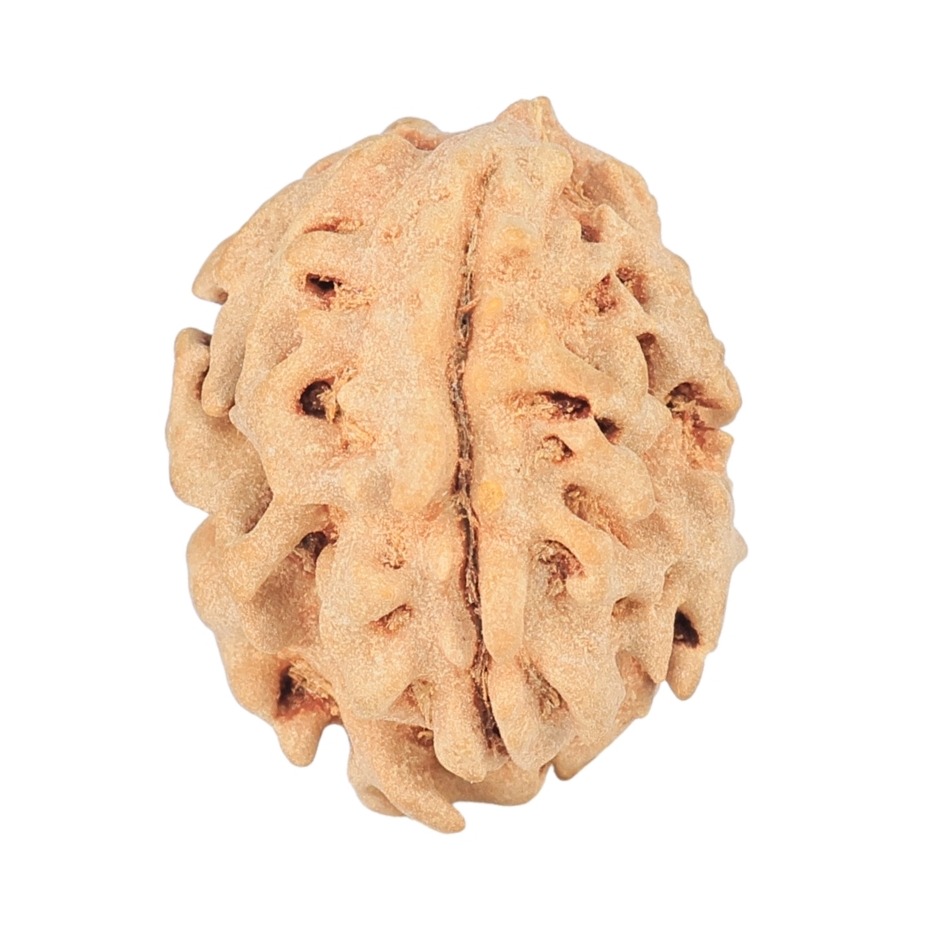 1 Mukhi Rudraksha 17.9mm 1.48gm - Rudraksha