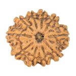 10 Mukhi Rudraksha 24.7mm 3.9gm - Rudraksha