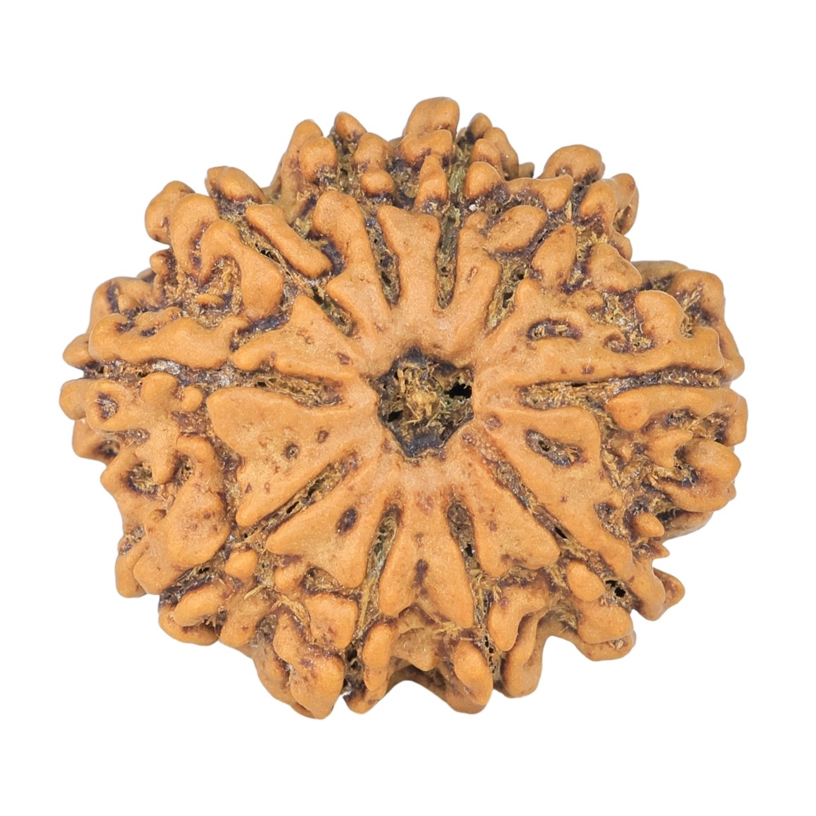 10 Mukhi Rudraksha 24.7mm 3.9gm - Rudraksha