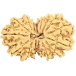 16 MK Gaurishankar 33.5mm 4.56gm - Rudraksha