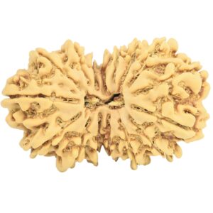 16 MK Gaurishankar 33.5mm 4.56gm - Rudraksha