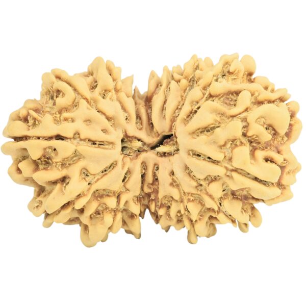 16 MK Gaurishankar 33.5mm 4.56gm - Rudraksha