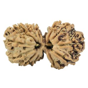 14 Mk Gaurishankar 33.2mm 5.56gm - Rudraksha